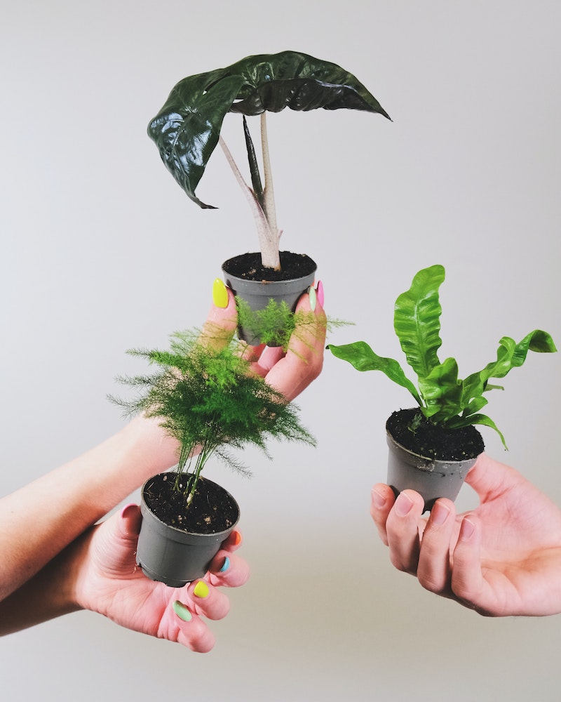 types of ferns indoors boston fern kimberly queen fern care