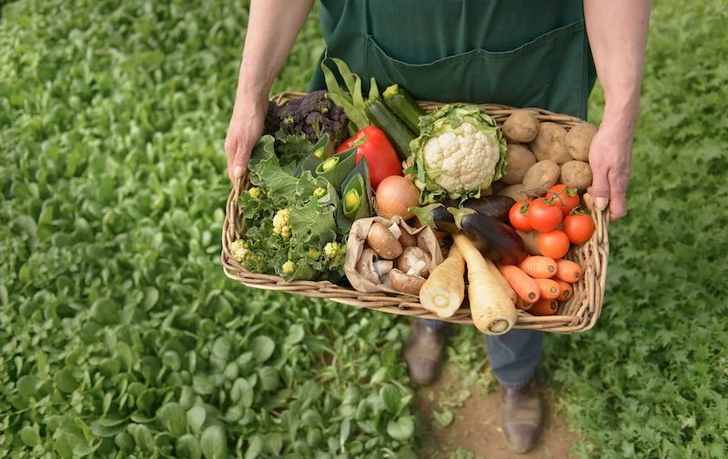 what is organic food and why is it better for you