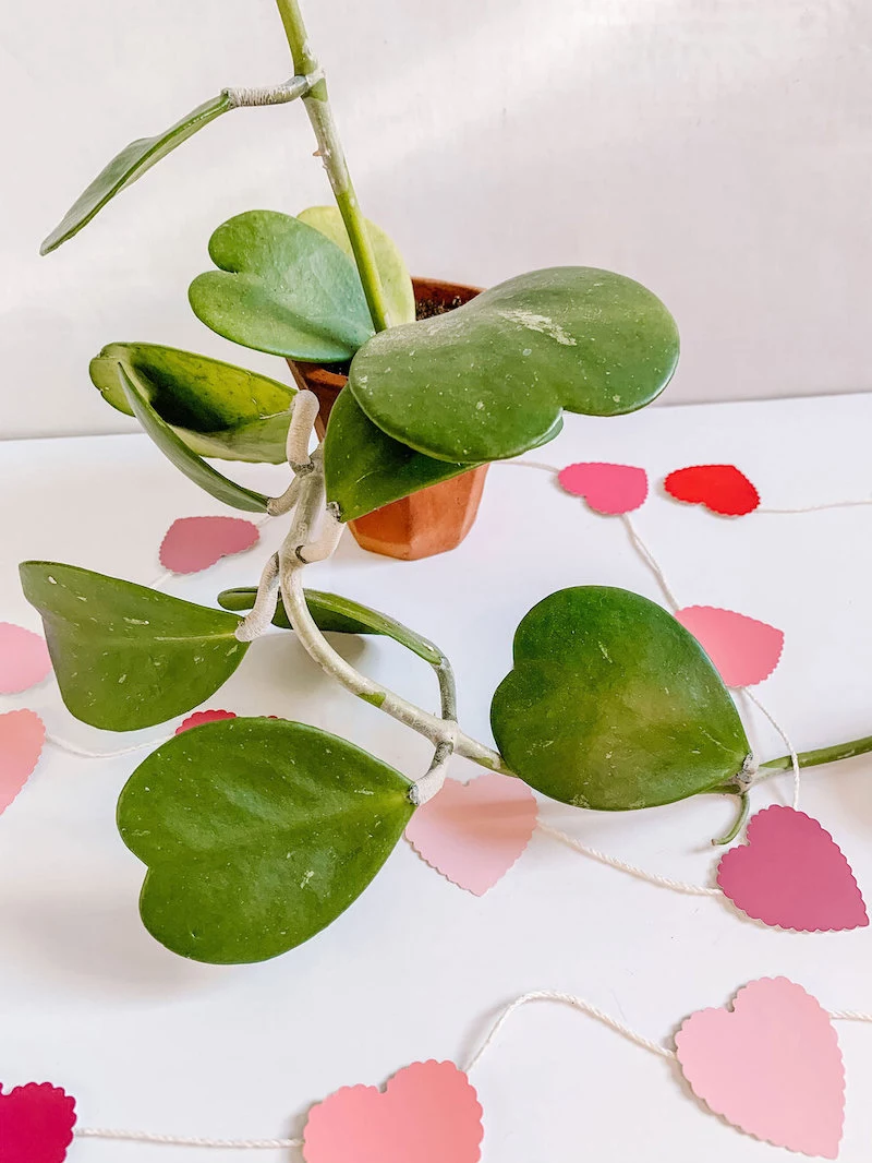 care guide sweetheart hoya plant