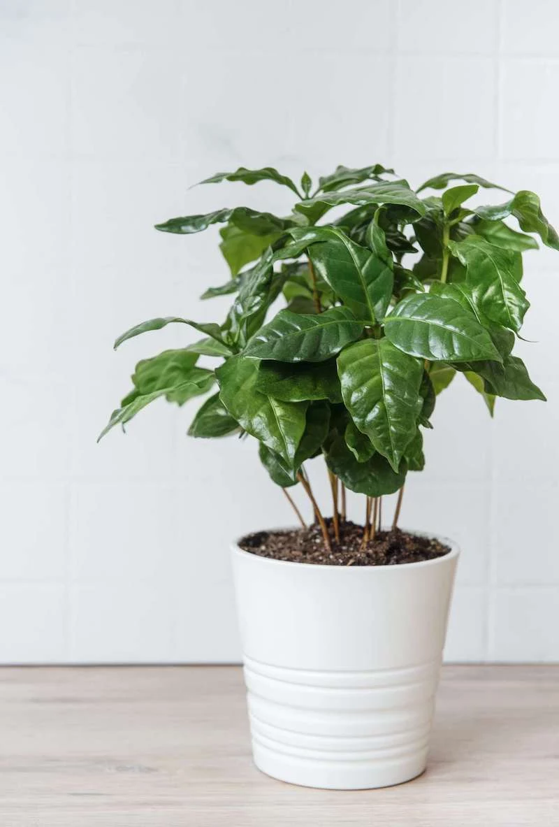 aesthetic plant pictures coffee plant