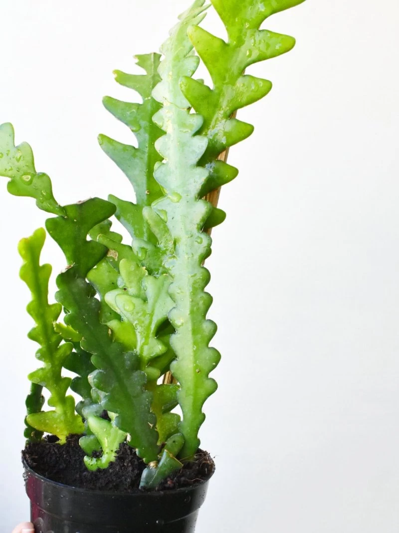 Cool Plants You Need in Your Home: 8+ Unusual Options