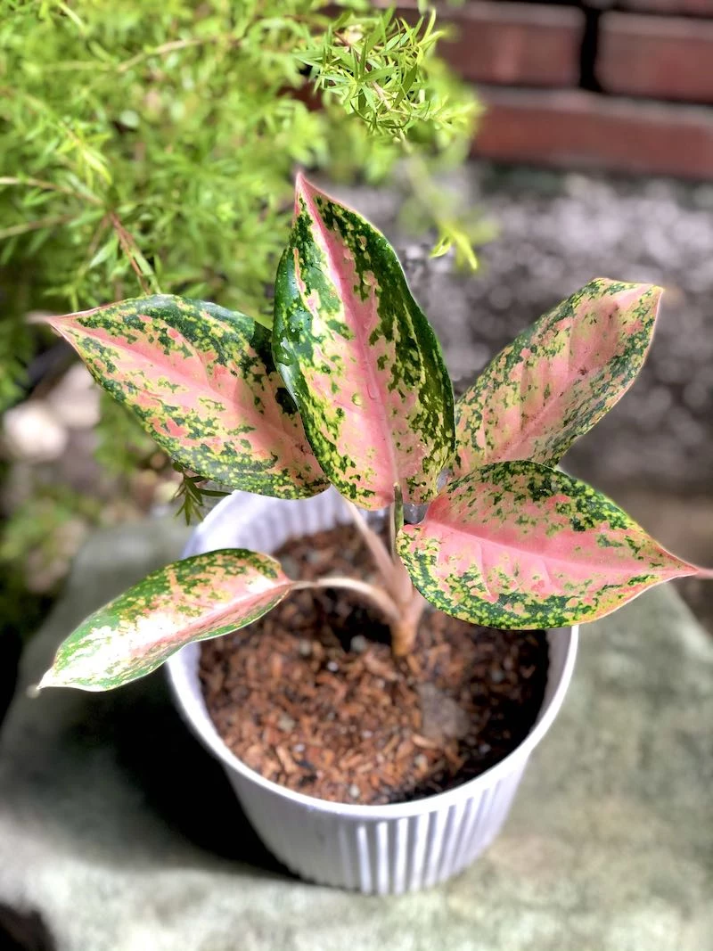 aglaonema pink lady funny plant names