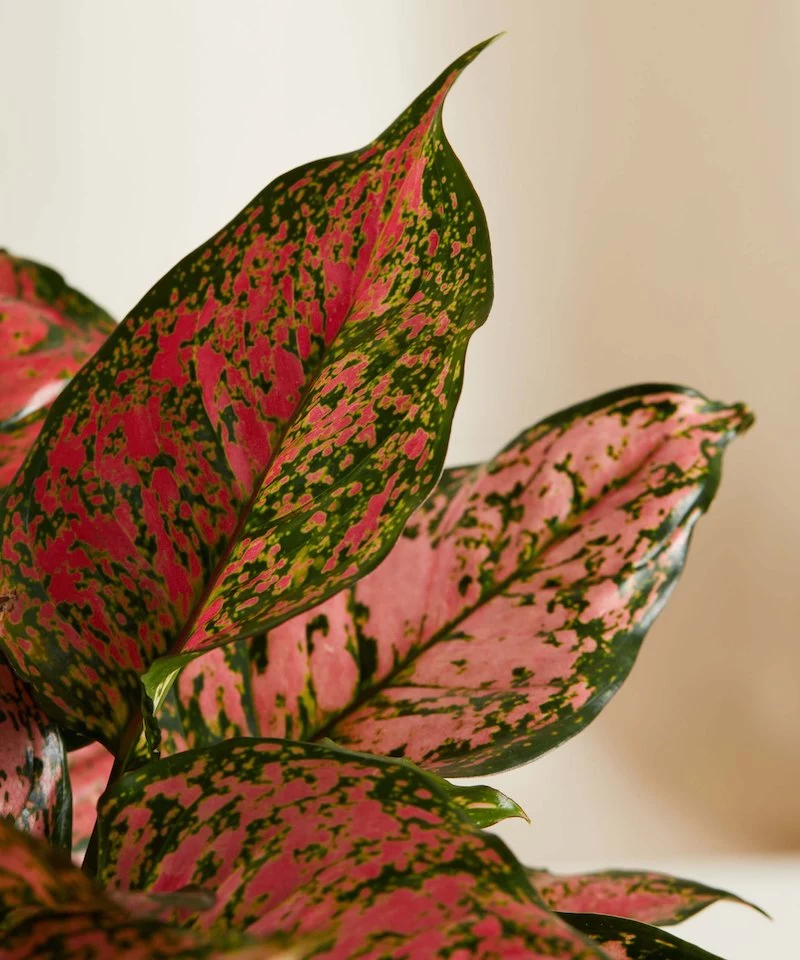 aglaonema pink splash weird plants