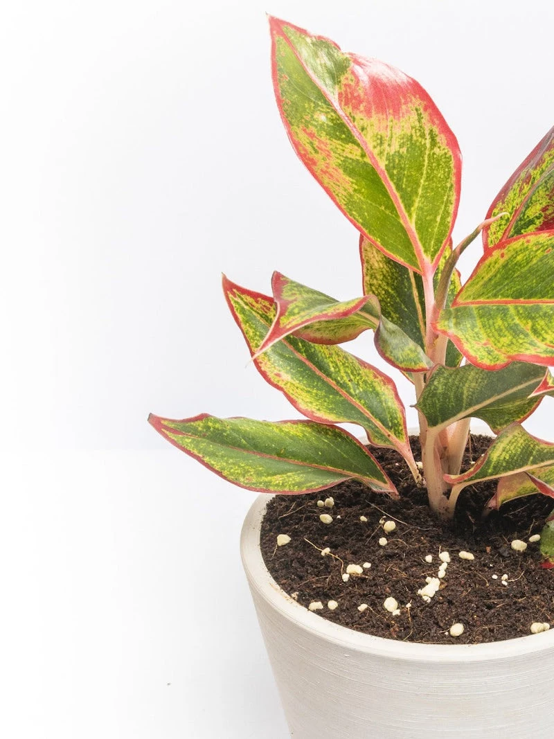 aglaonema red funny plant names