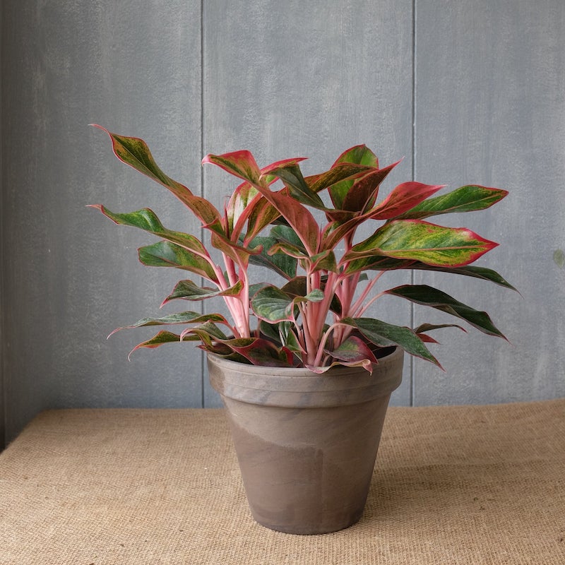 aglaonema red house plants with big leaves