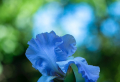 Butterfly Pea Flower: The Benefits of this Magical Blue Tea + 4 Recipes