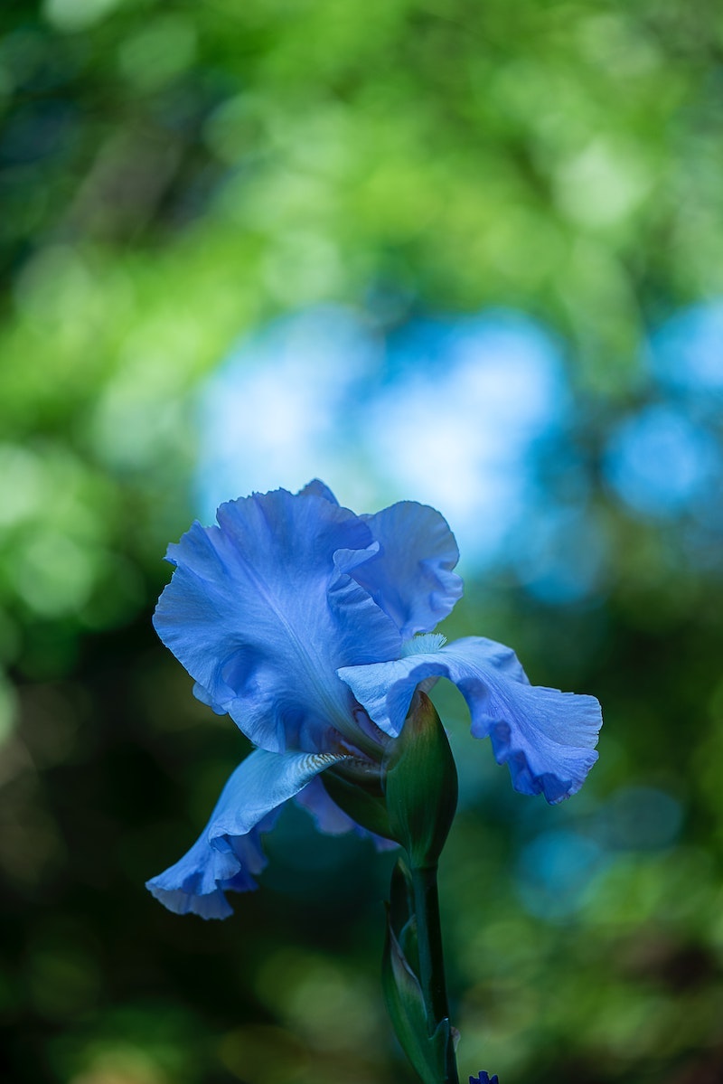 benefits of butterfly pea flower