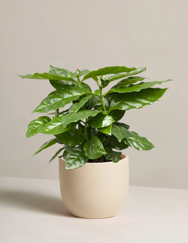 big leaf house plants coffee plant cream