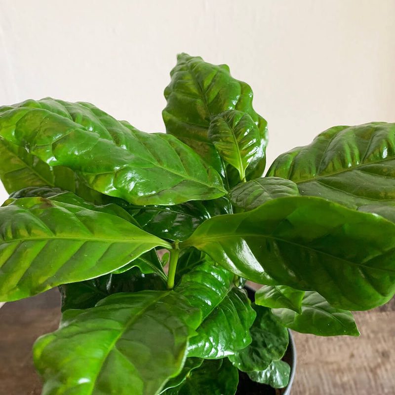 coffea arabica house plants with big leaves