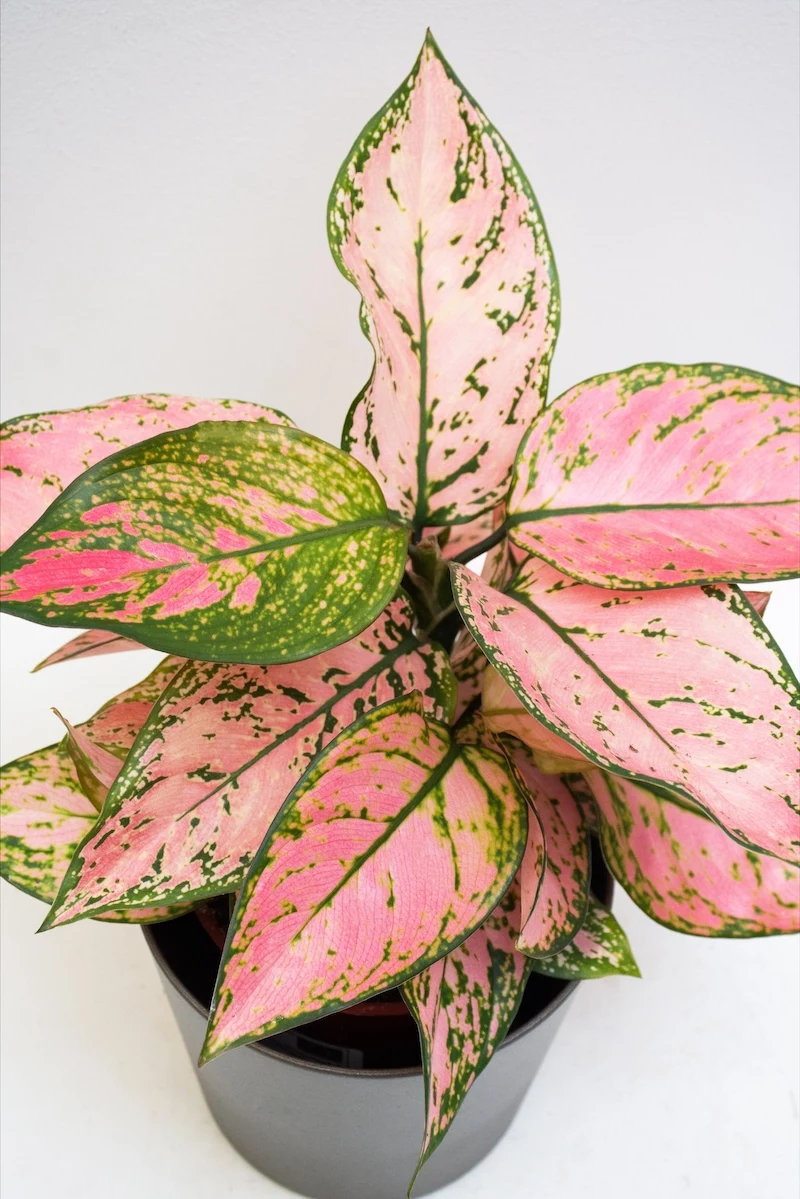 colorful houseplants pink aglaonema plant