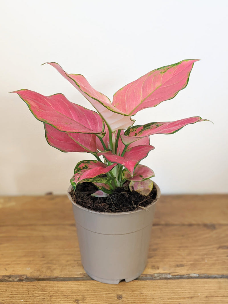 colorful houseplants pink alagonema plant