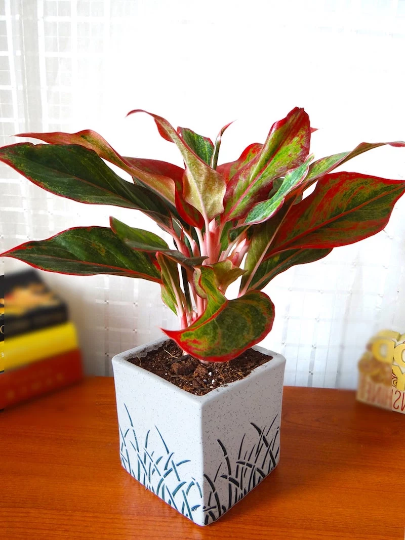 colorful houseplants red aglaonema plant