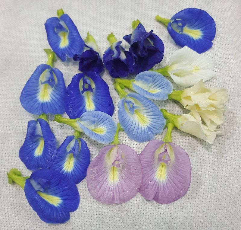 different shades of clitoria ternatea