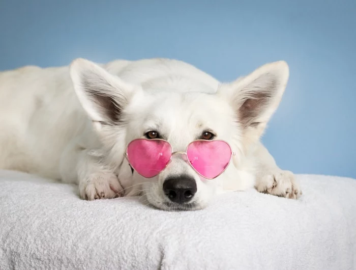 dog food recipes with chicken white dog with pink glasses