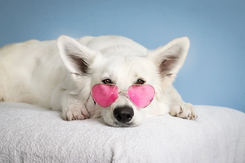 dog food recipes with chicken white dog with pink glasses