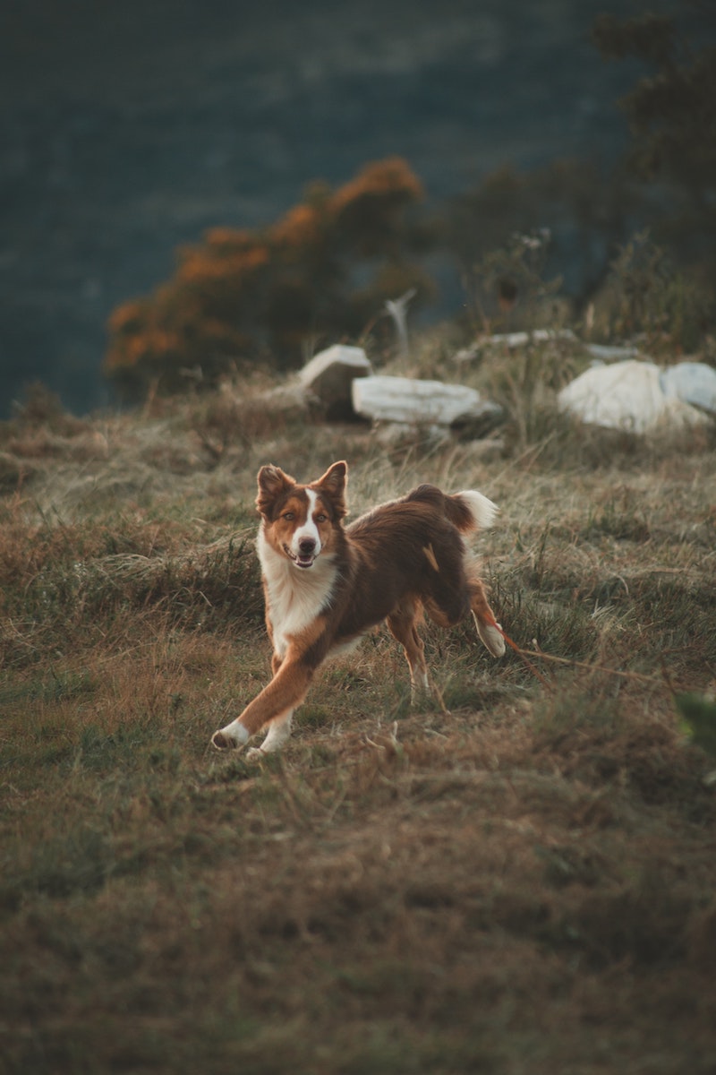 dog food running dog