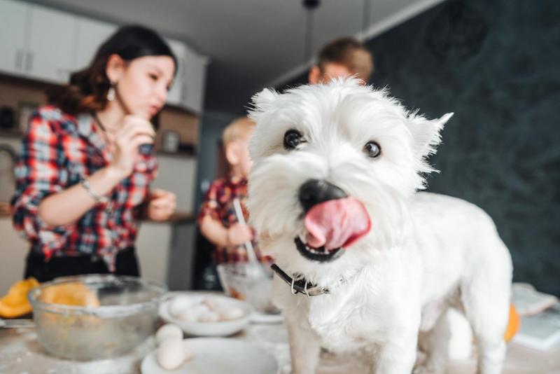 dogs favorite food dog standing on kitchen table licking mouth while family cook food in background