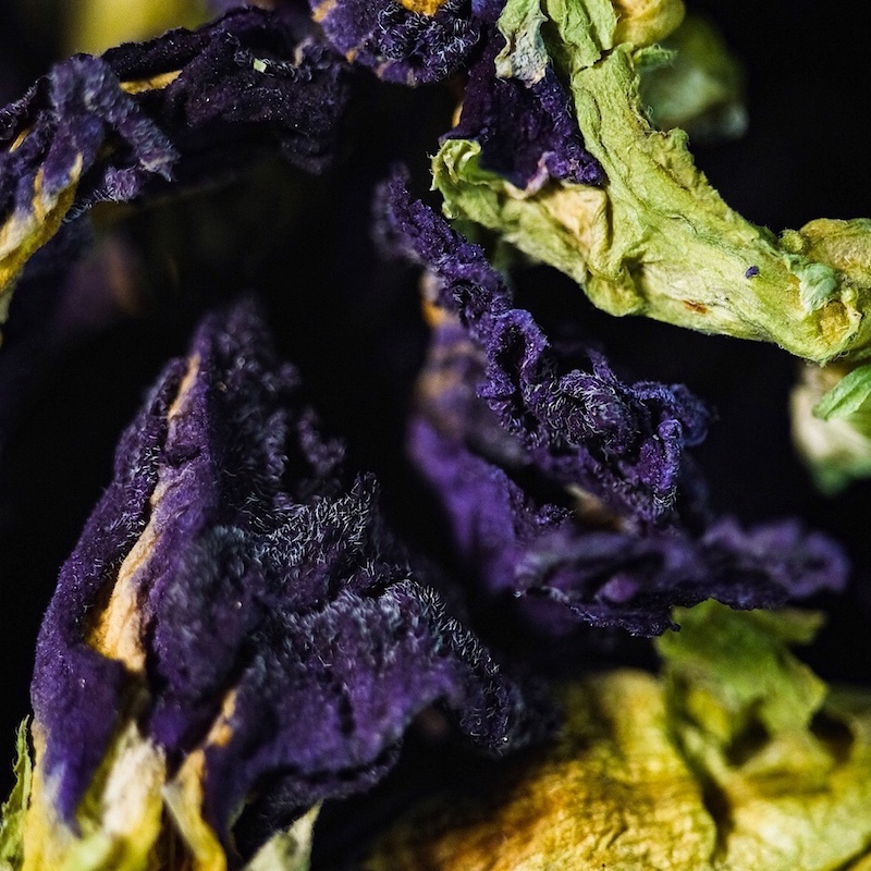 dried butterfly pea flower close