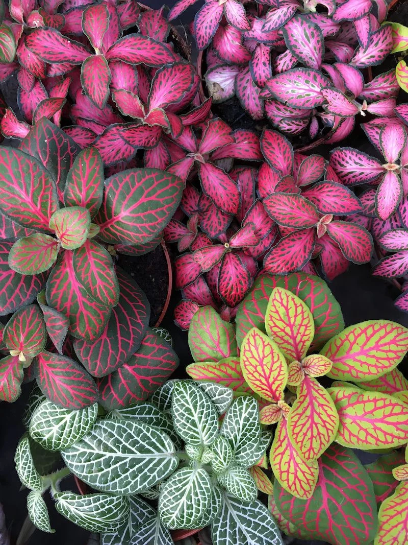 green plant aesthetic colorful nerve plants