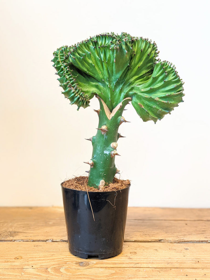 green plant aesthetic the coral cactus plant
