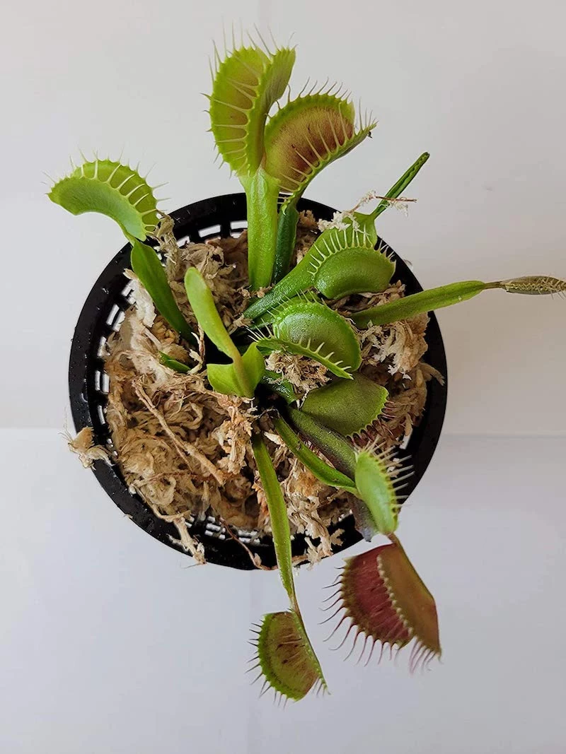 green plant aesthetic venus fly trap plant