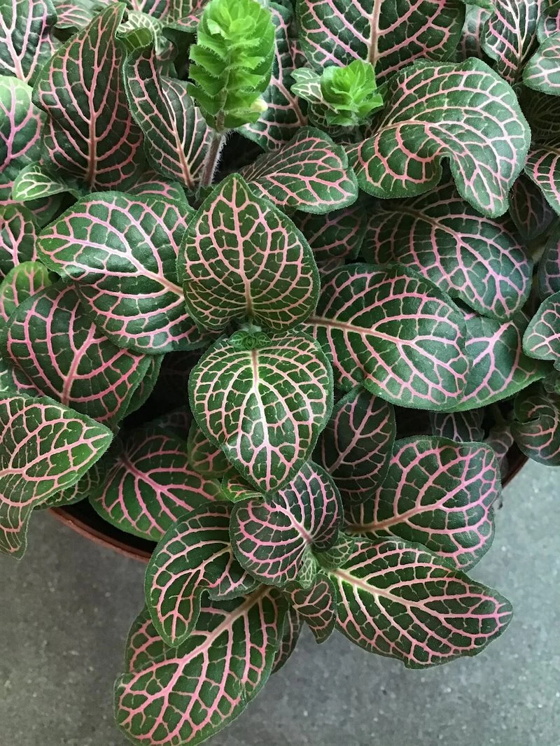 house plants with big leaves pink nerve plant