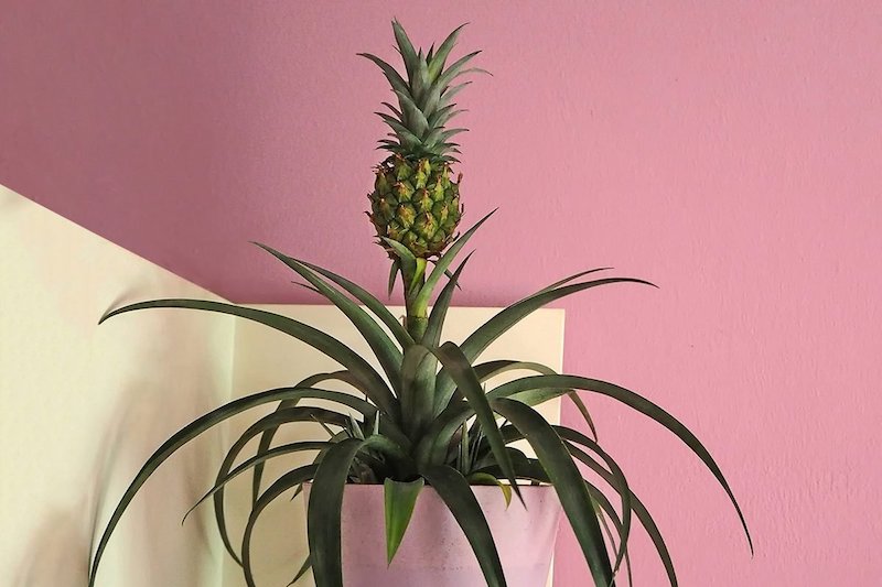 how tall do pineapple plants grow pineapple plant