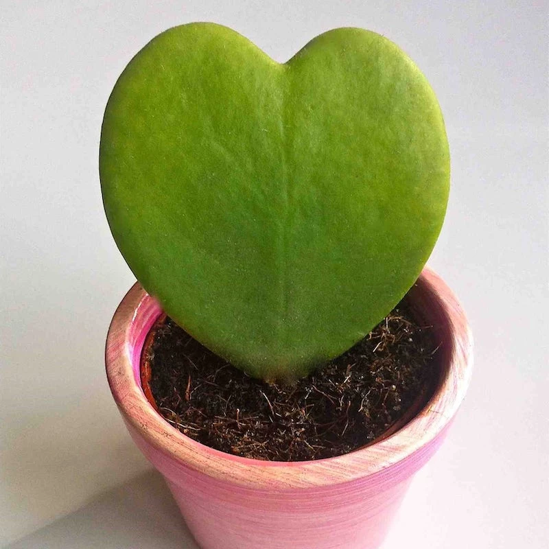 interesting plants heart leaf sweetheart hoya