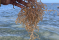 Benefits of Sea Moss & How to Make Sea Moss Gel at Home