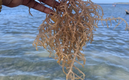 Benefits of Sea Moss & How to Make Sea Moss Gel at Home