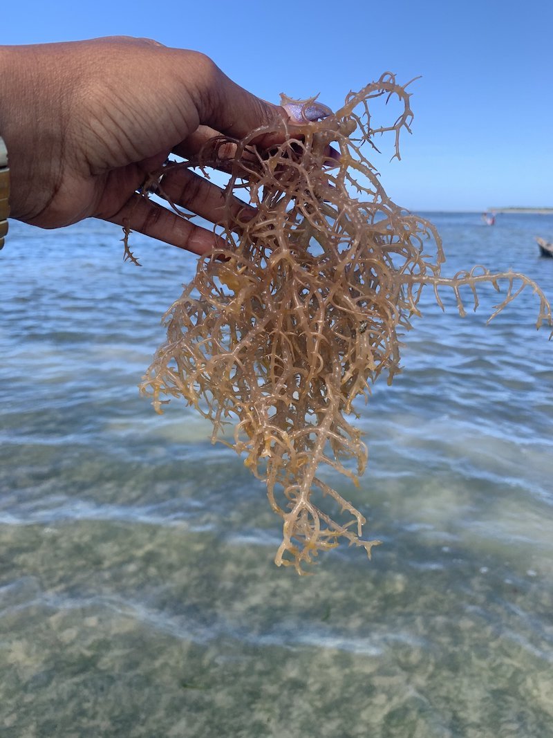 natural sea moss benefits for skin