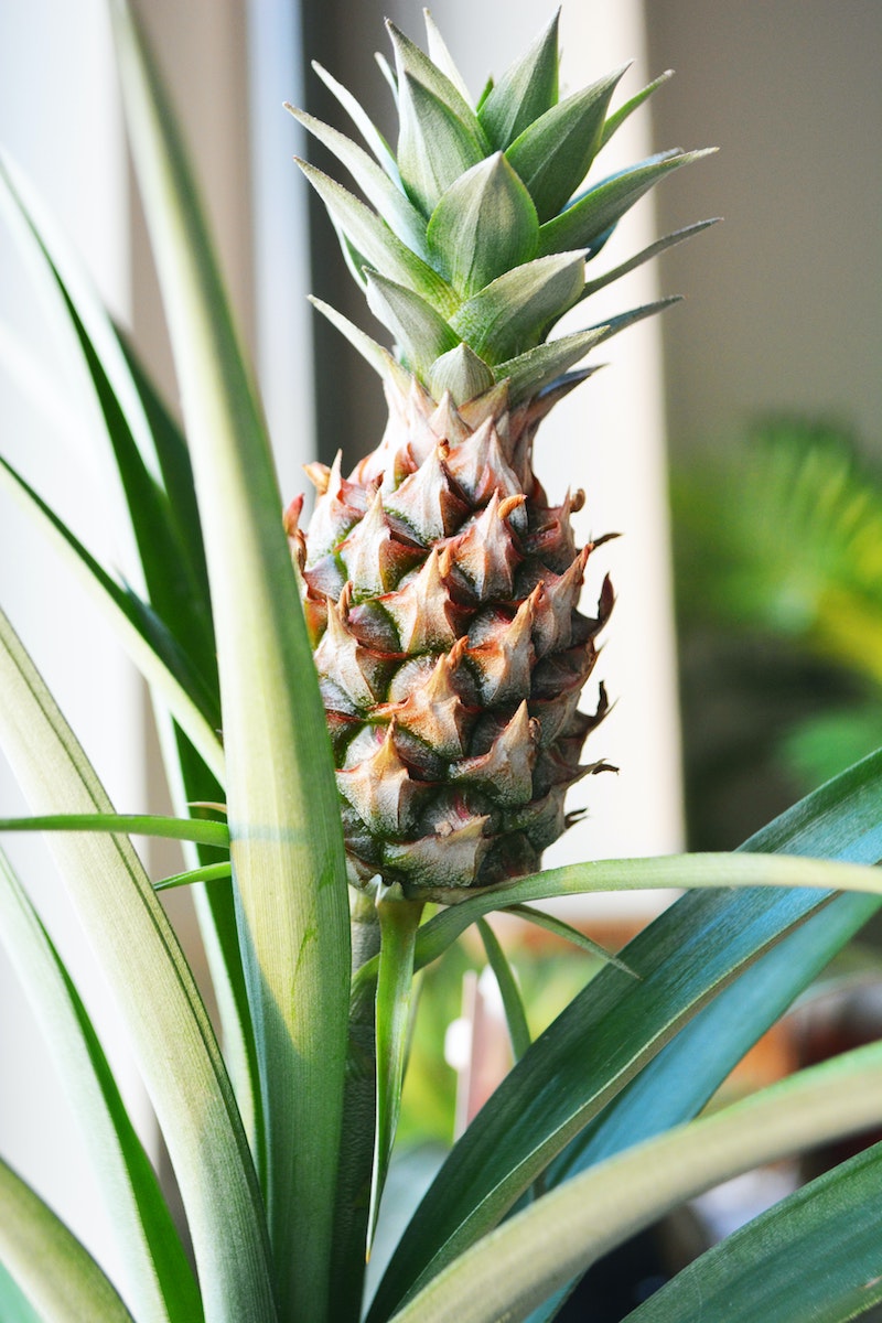 pineapple meaning pineapple plant