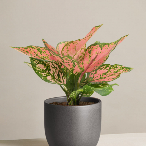 Cool Plants You Need in Your Home: 8+ Unusual Options