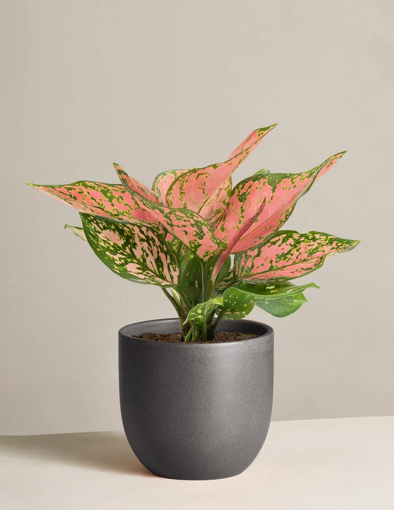 pink aglaonema big leaf house plants