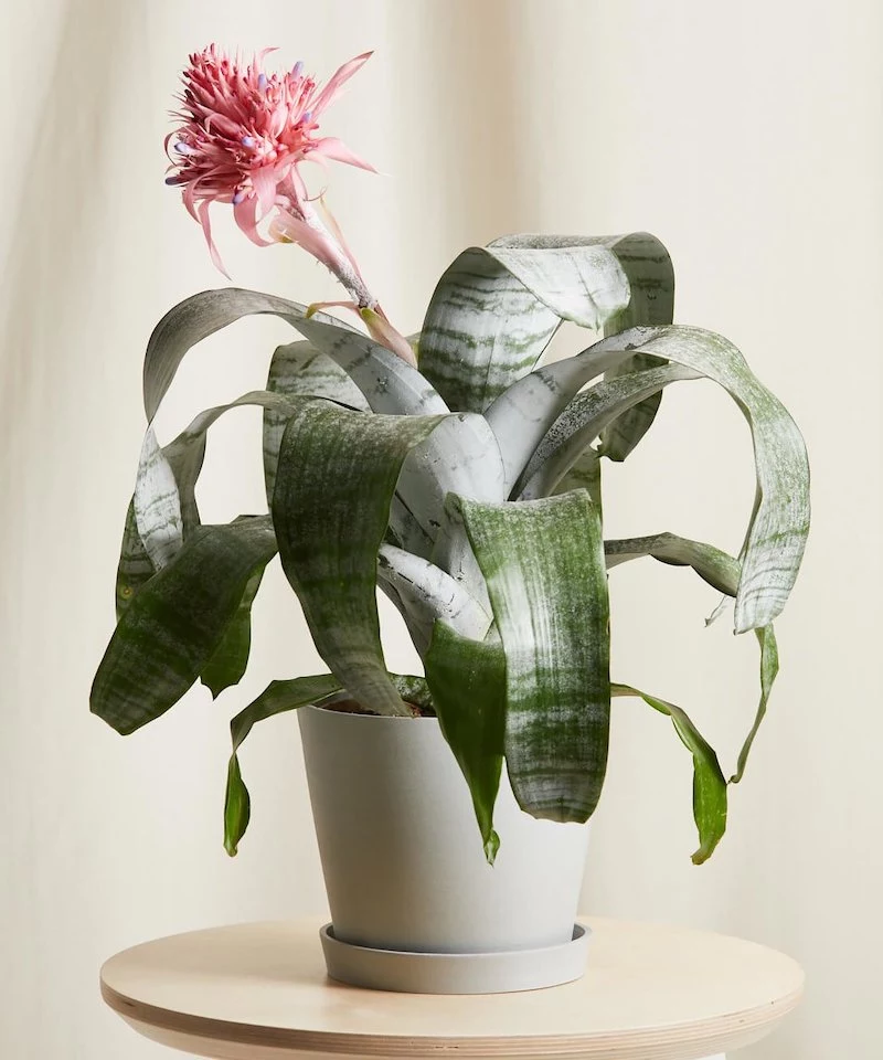 Cool Plants You Need in Your Home: 8+ Unusual Options