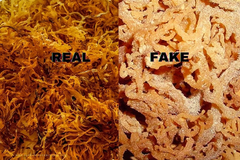 real sea moss vs fake sea moss