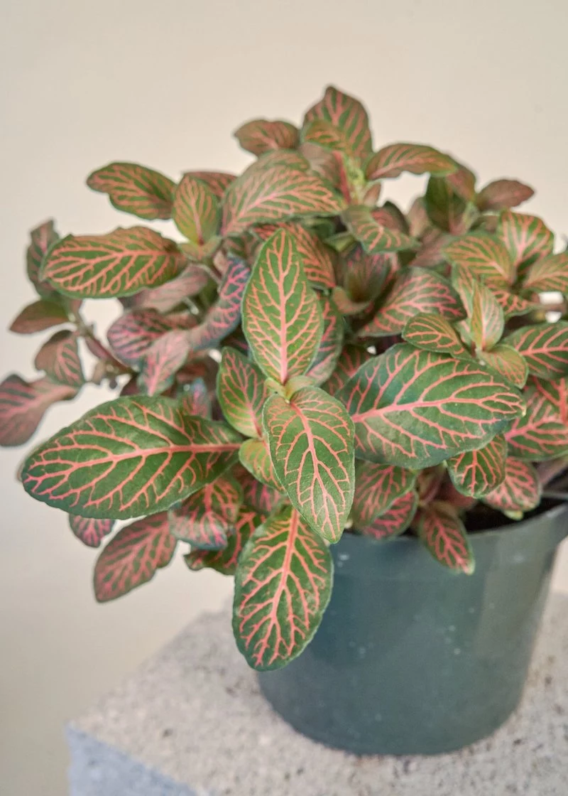 red nerve plant rare house plants