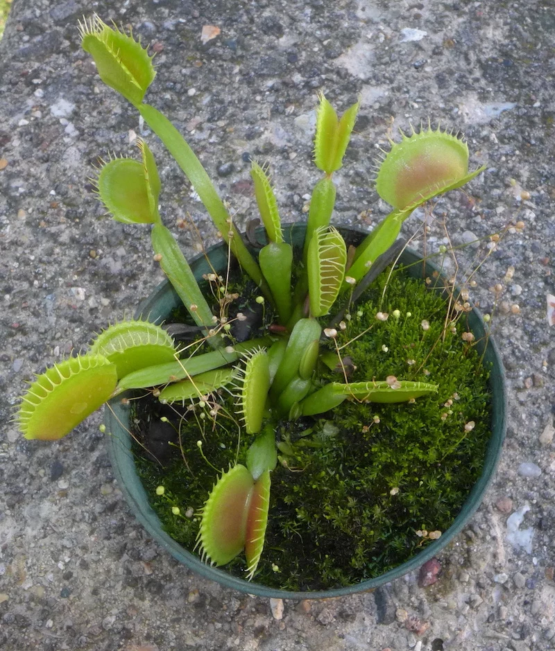 strange plants venus fly trap plant