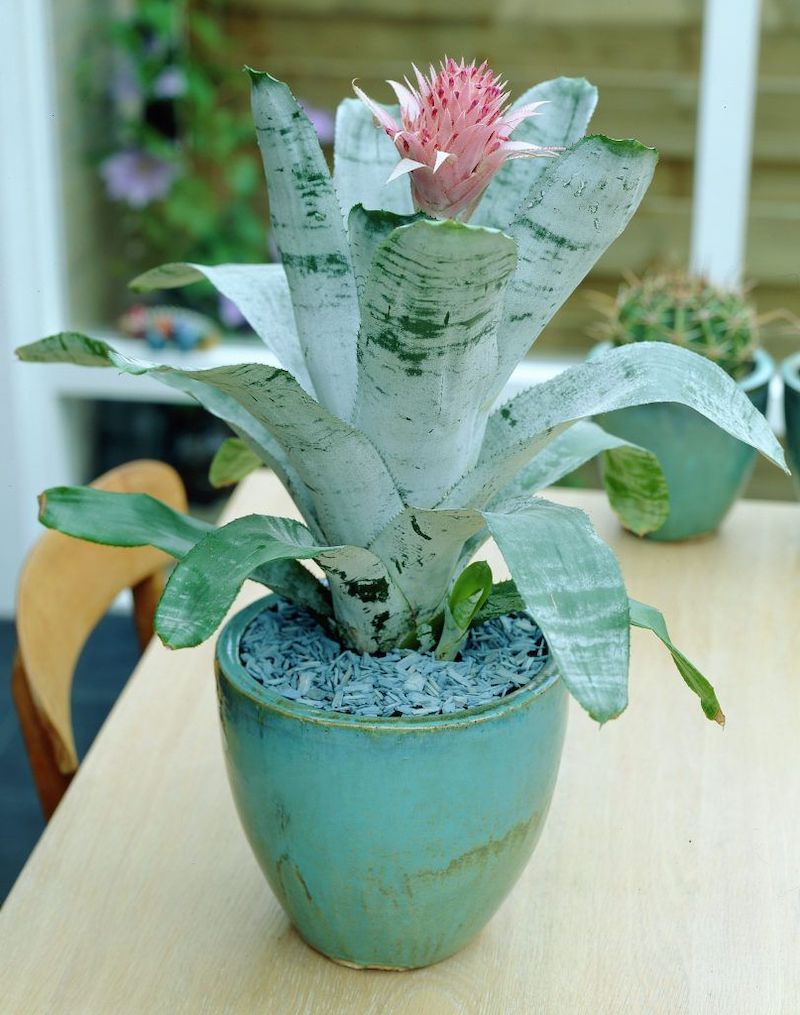 unusual house plants silver vase plant
