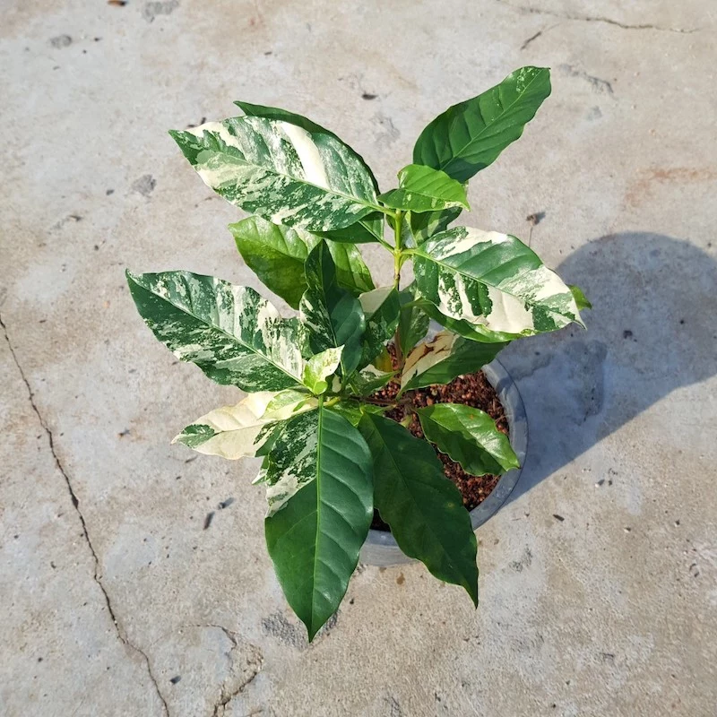 variegated coffee plant exotic indoor plants