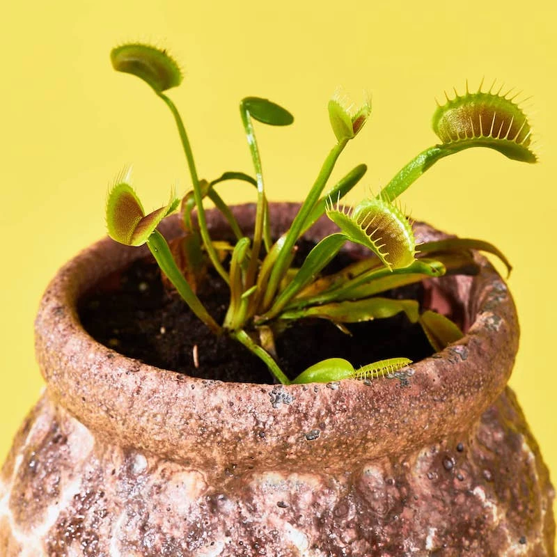 weird plants venus flytrap plant