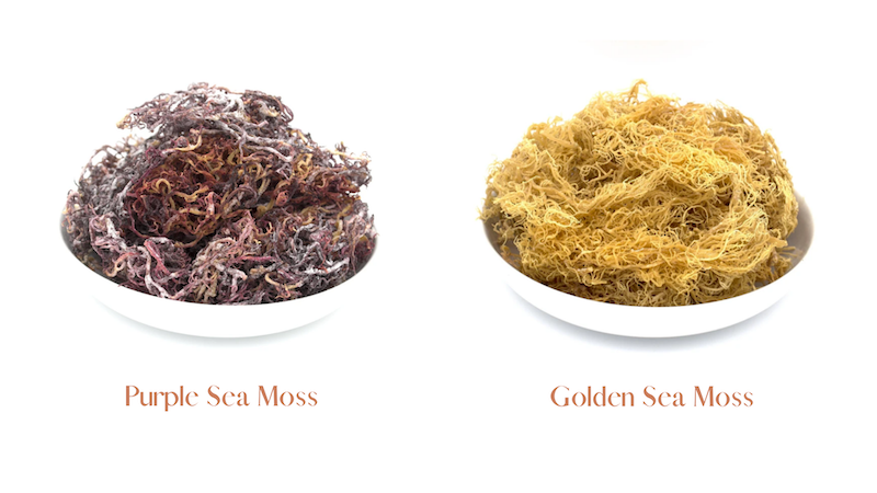where to buy sea moss