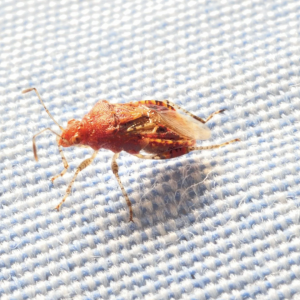 How To Get Rid Of Bed Bugs: Quick And Easy Guide