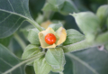 Ashwagandha Benefits and Side Effects