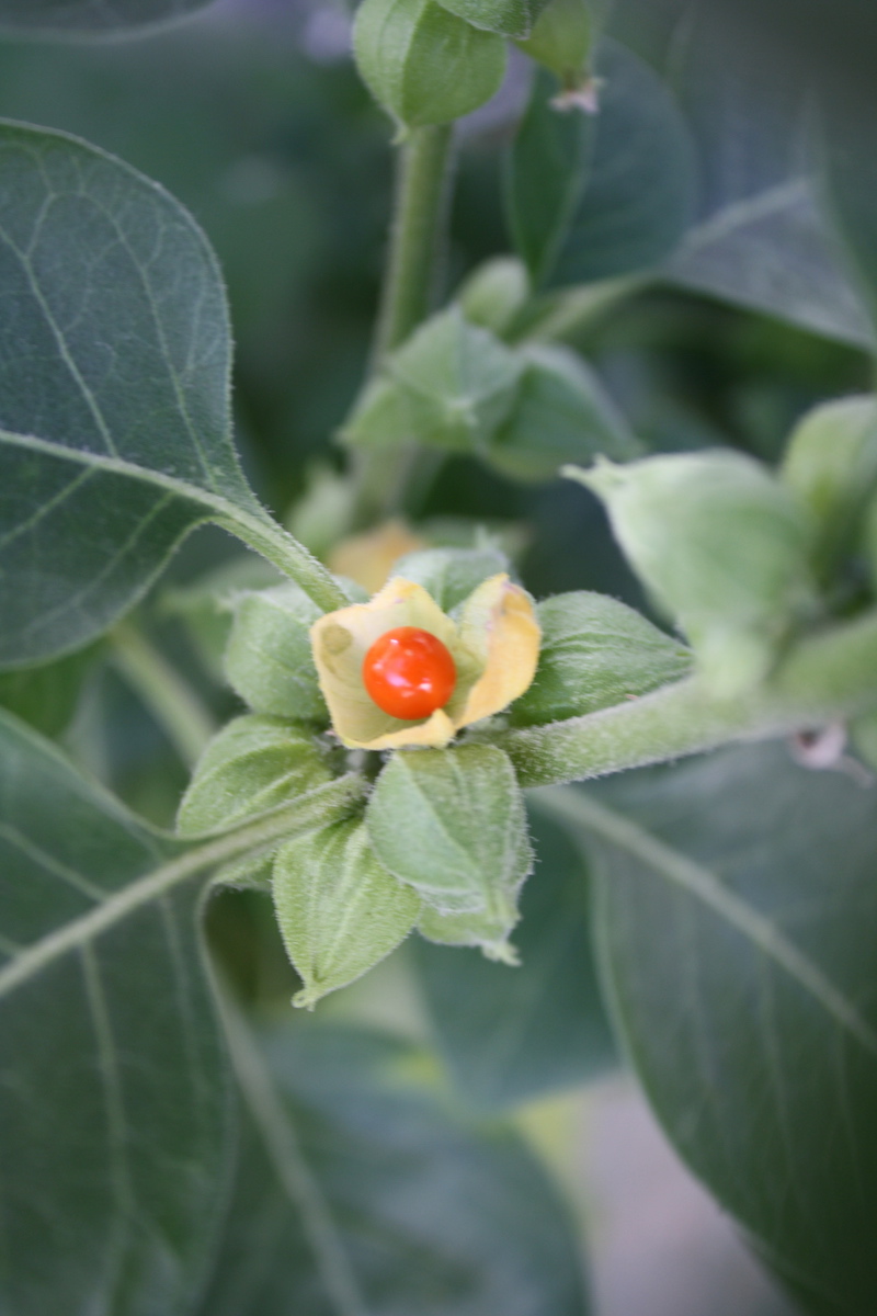 ashwagandha health benefits withania fruit