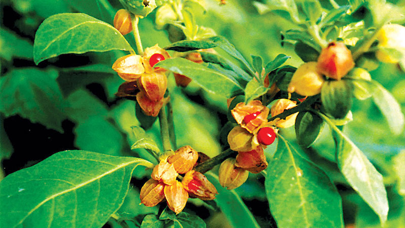 ashwagandha side effects plant with flower