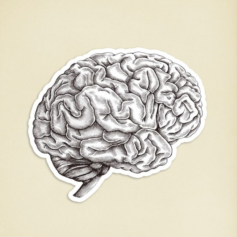 Milk Thistle Benefits and Side Effects