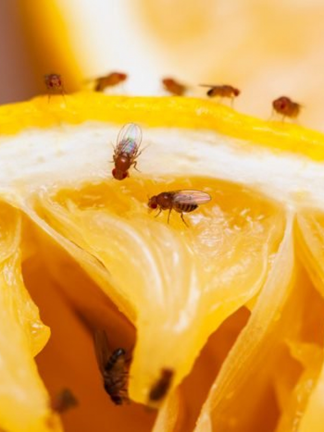 How To Get Rid Of Fruit Flies: An Easy Guide