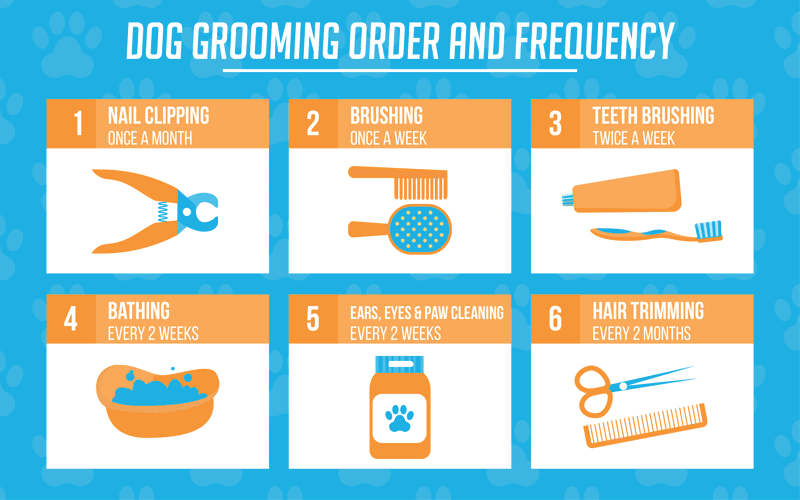 dog grooming order and frequency