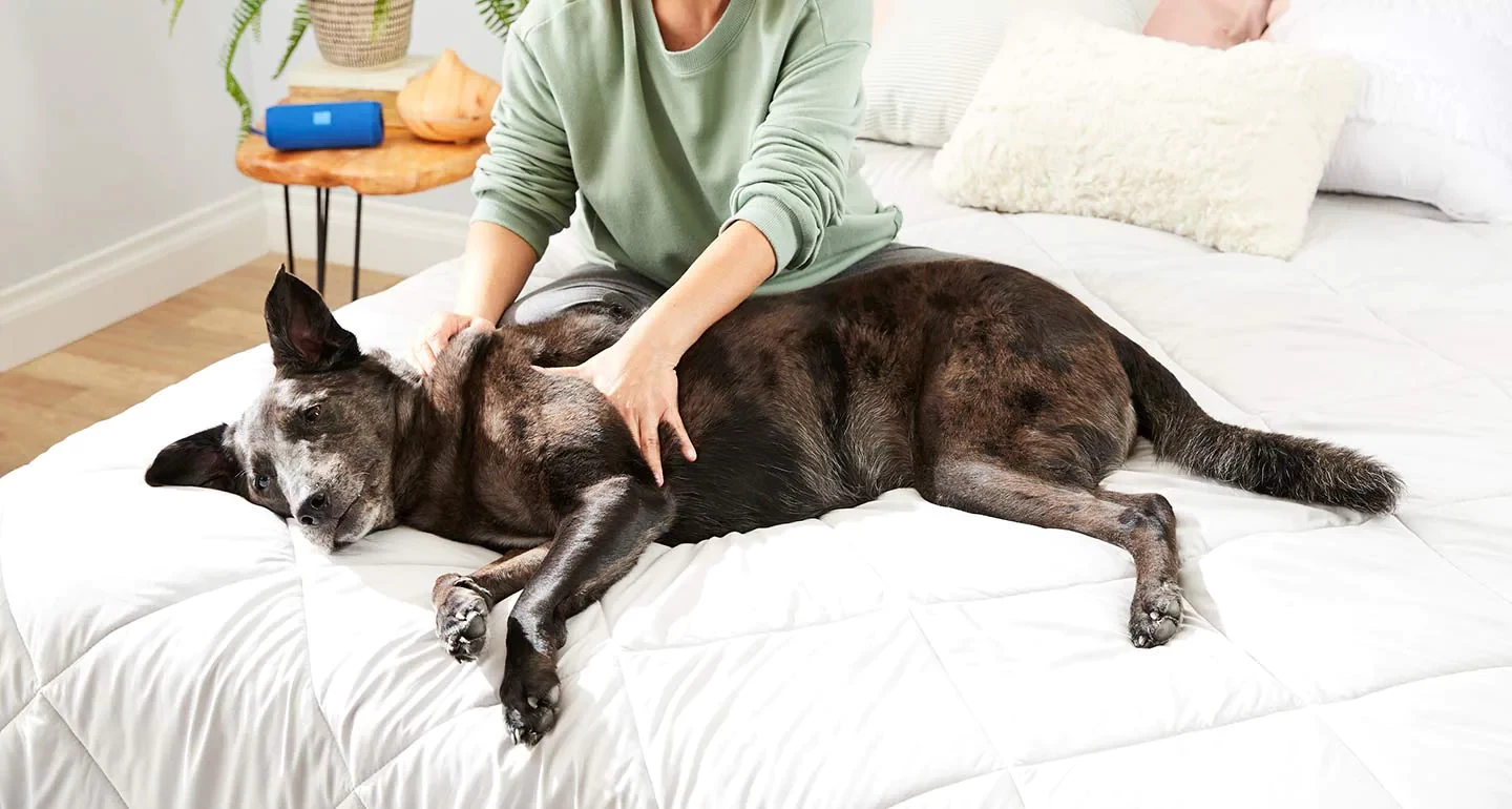 dog massage for health and relaxation